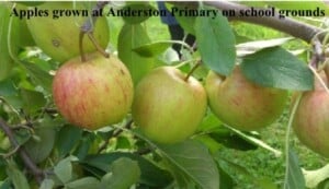 Eco Drama - School Orchards - Anderson Apples