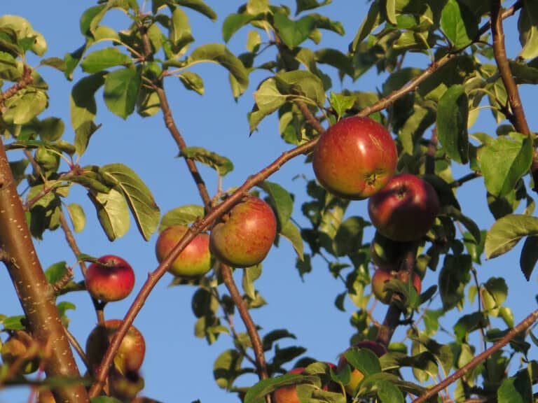 Eco Drama - Project: Townhead Community Orchard - apples on tree
