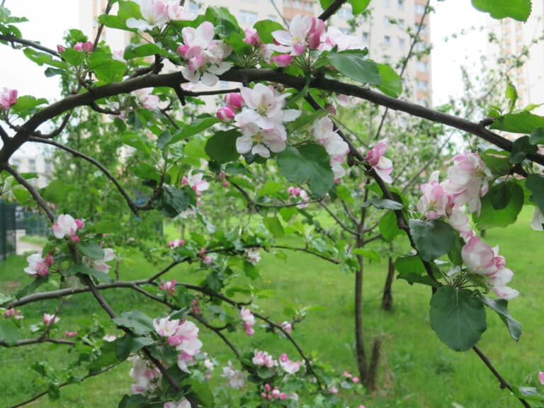 Townhead Community Orchard - 2022 - Orchard in Blossom