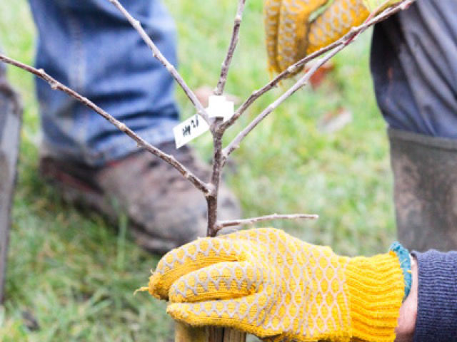 Eco Drama - Project: Townhead Community Orchard - tree planting